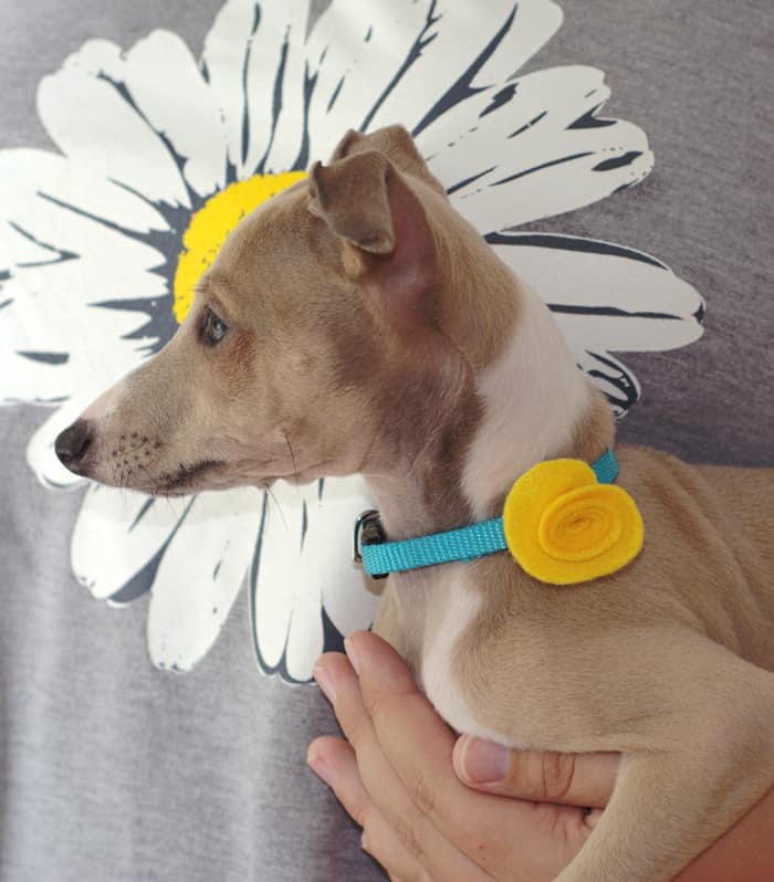 Customize your pets' collars with these fun and easy DIY pet collar accessories! Change them out depending on the season or holiday.