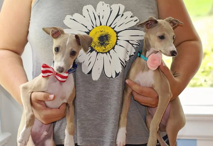 Diy Dog Collar Accessories Make Your Pet Look Spiffy Candy