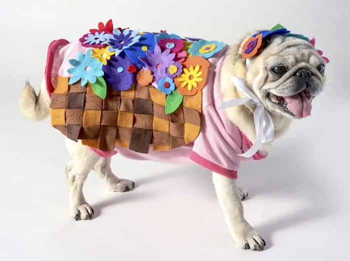 DIY Pet Costumes for the Best Halloween Ever! - DIY Candy