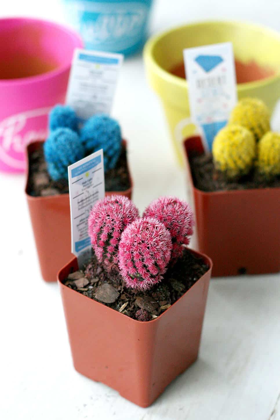 Cacti in blue, yellow, and pink