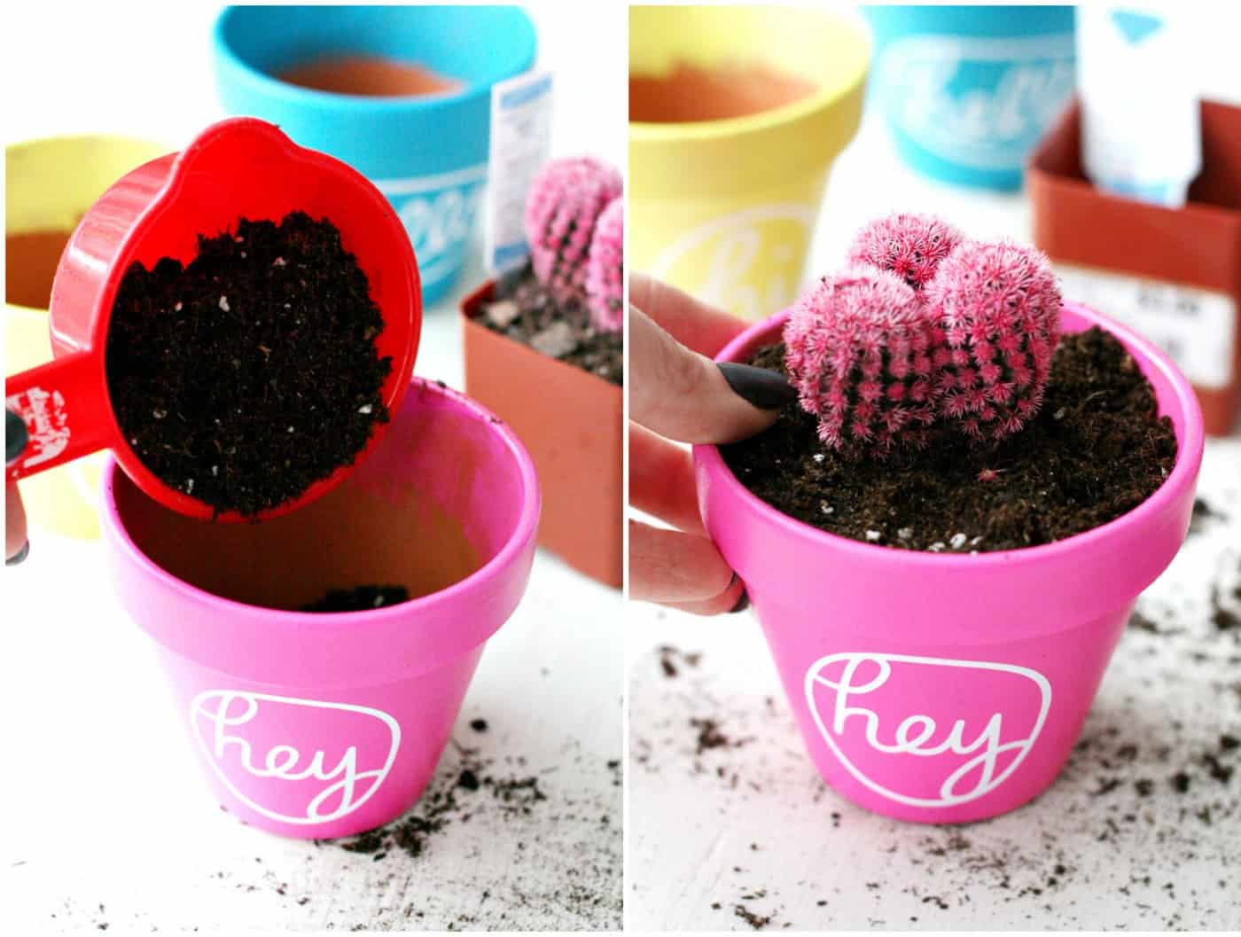 Planting the pink cactus in the pink pot