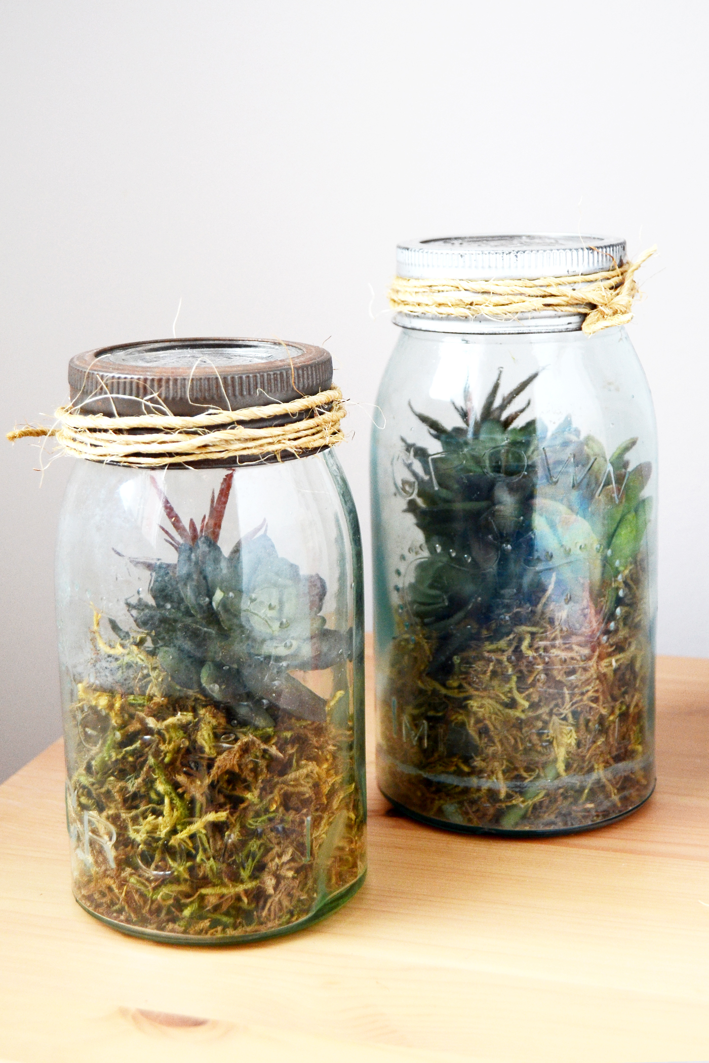 Vintage Mason Jar Diy Terrarium In Minutes Diy Candy 7353