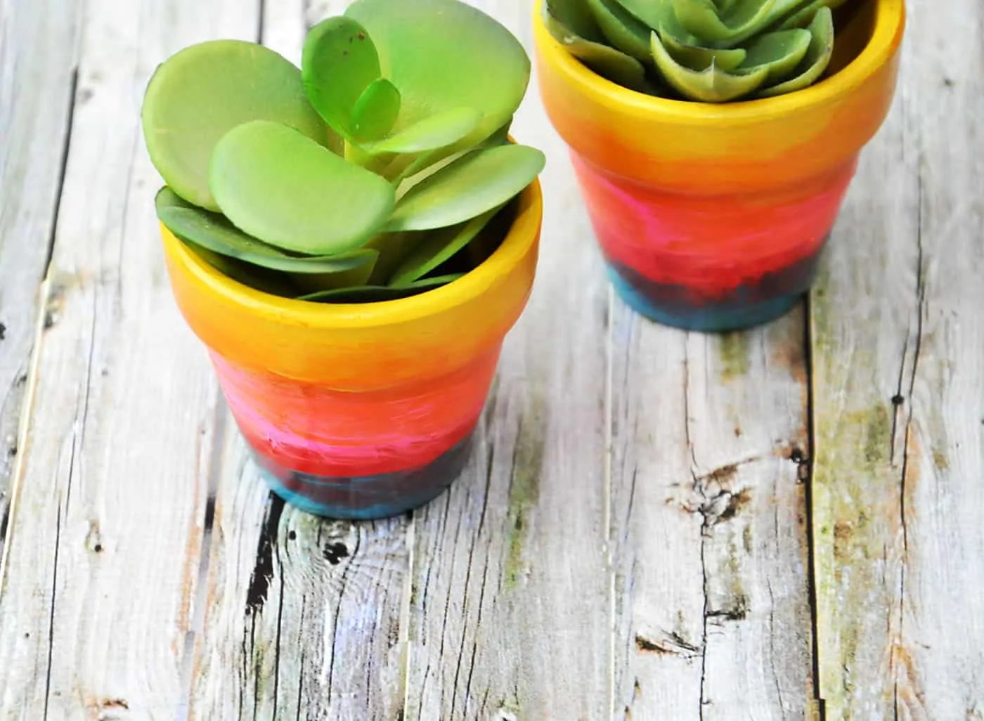 Rainbow flower pots with succulents inside