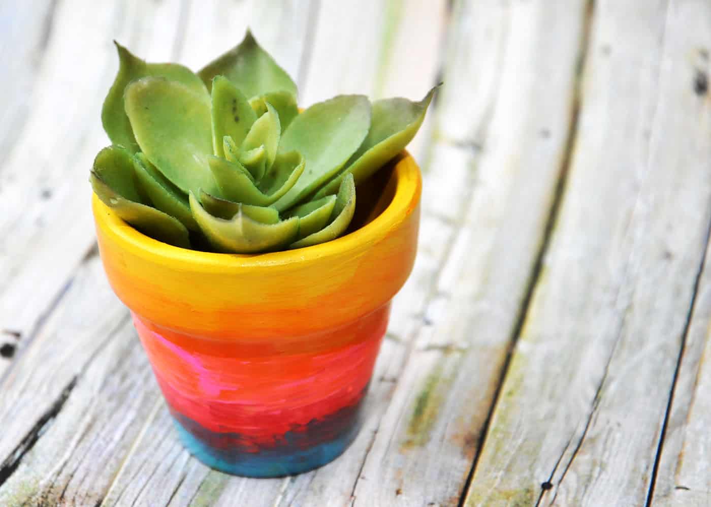 Painted plant pot with a succulent inside