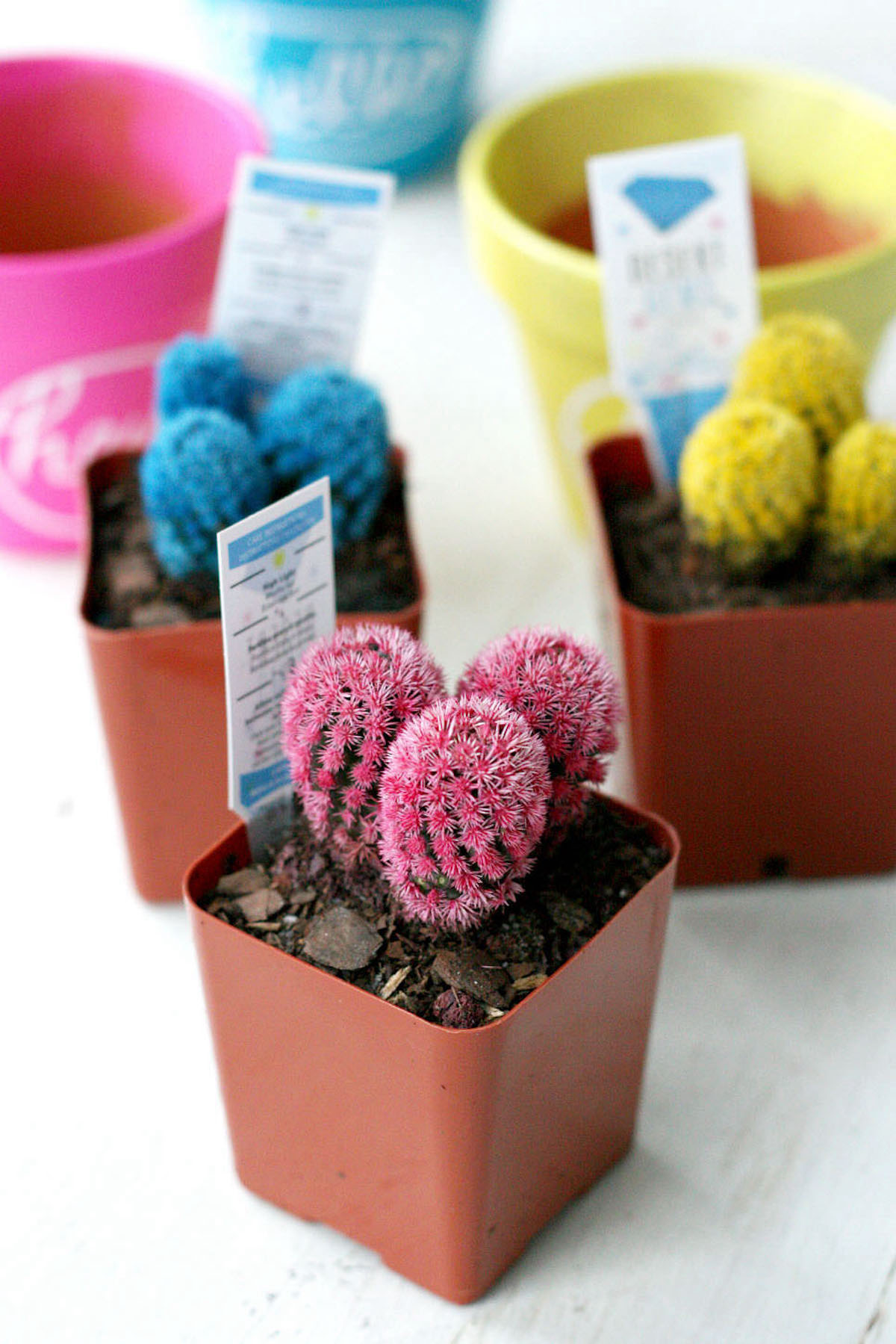 Cactus Pot Painting For Colorful Home Decor DIY Candy   Cacti In Blue Yellow And Pink 