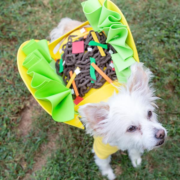 DIY Pet Costumes for the Best Halloween Ever! - DIY Candy