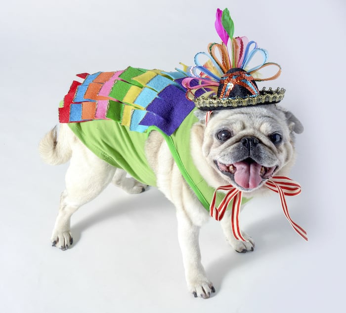 DIY Pet Costumes for the Best Halloween Ever! - DIY Candy