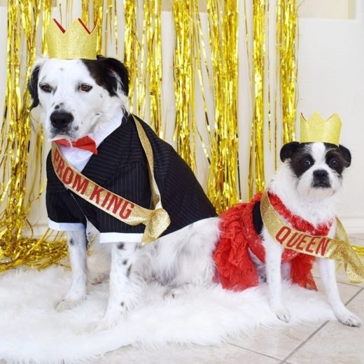 DIY Pet Costumes for the Best Halloween Ever! - DIY Candy